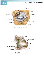 Sobotta Atlas of Human Anatomy  Head,Neck,Upper Limb Volume1 2006, page 363